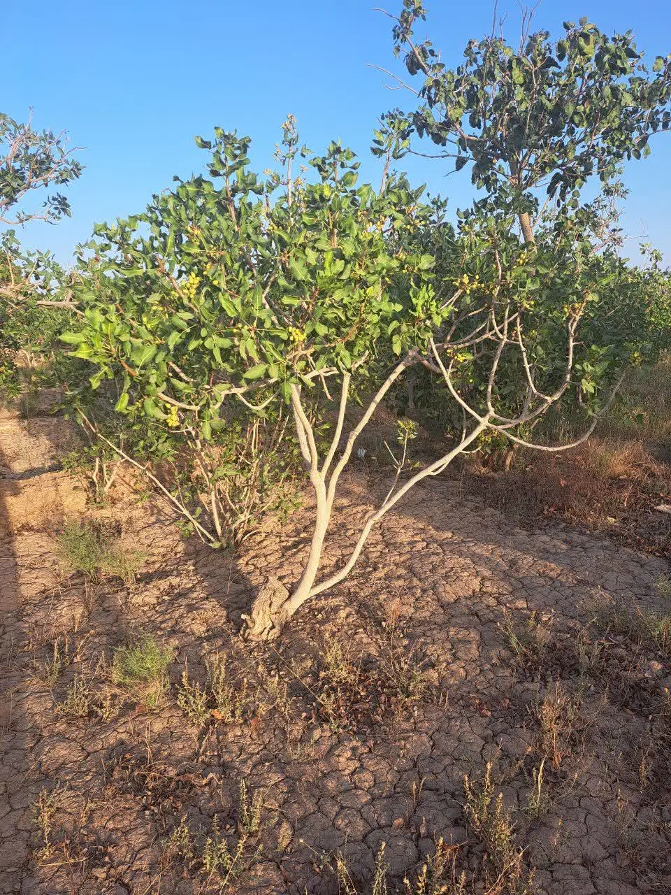 زمین زراعی پسته