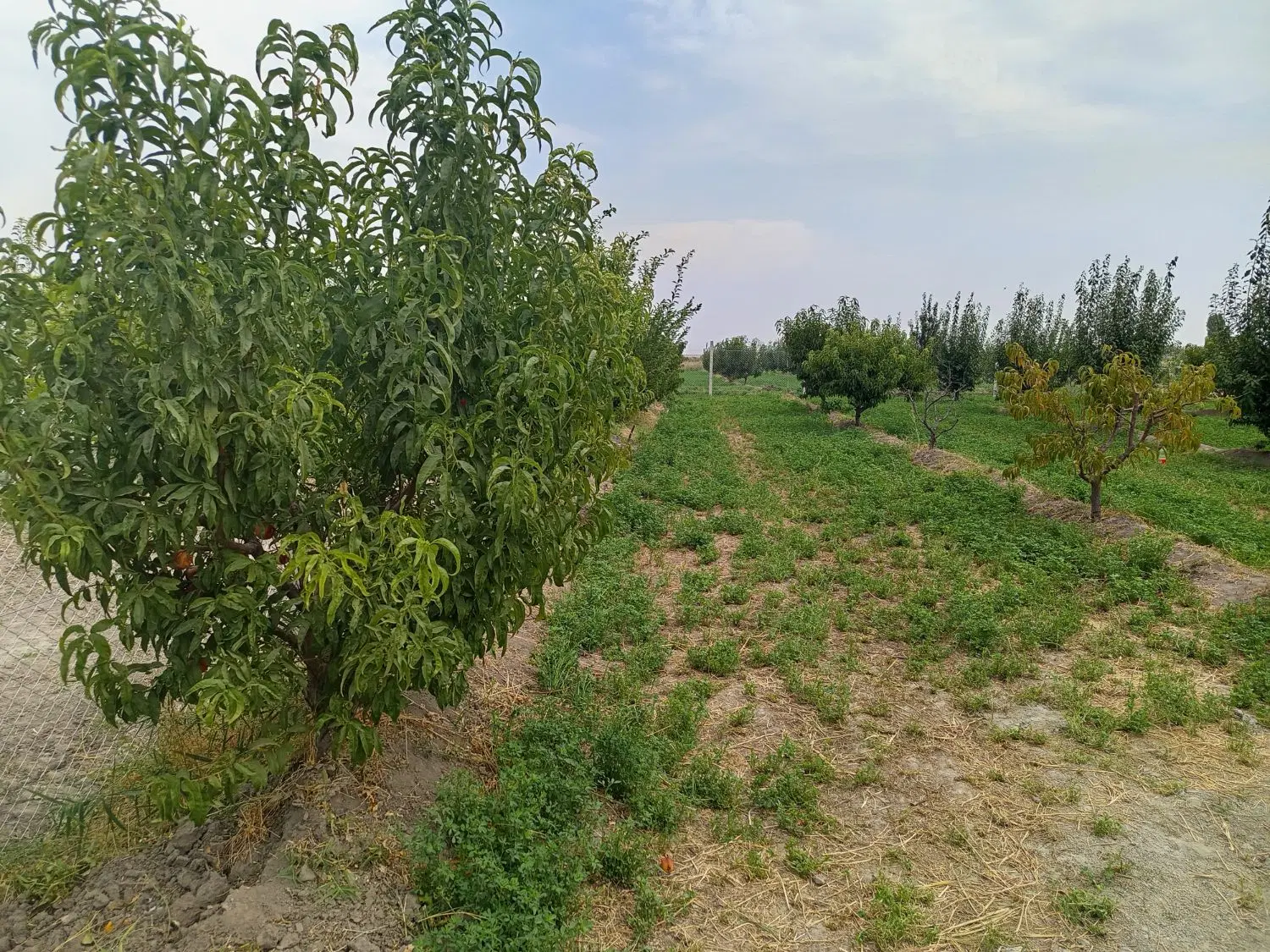 باغ تازه کند سنتو
