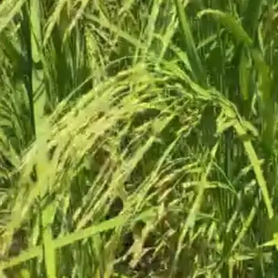 زمین زراعی