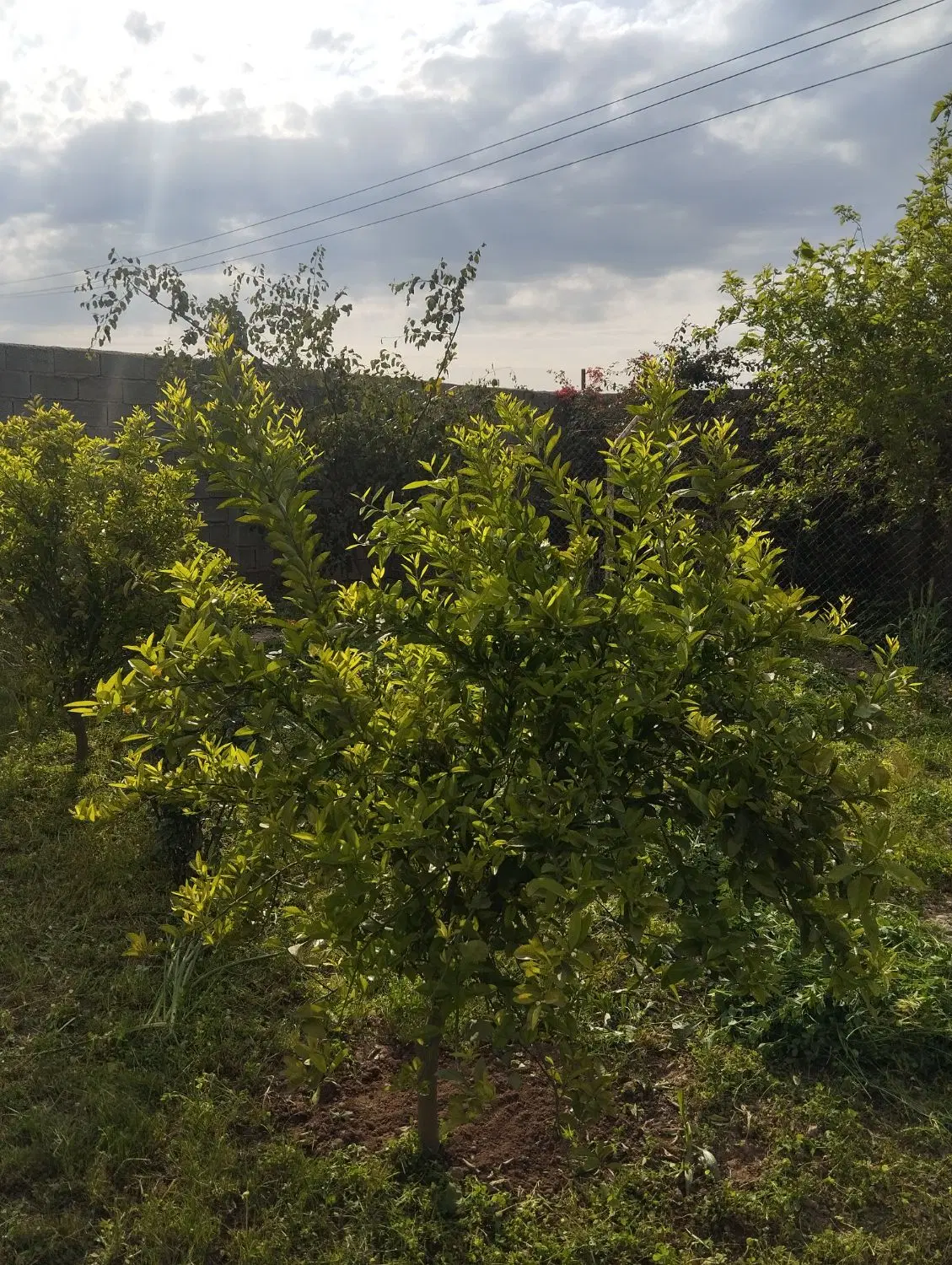 زمین چهاردیواری ملک