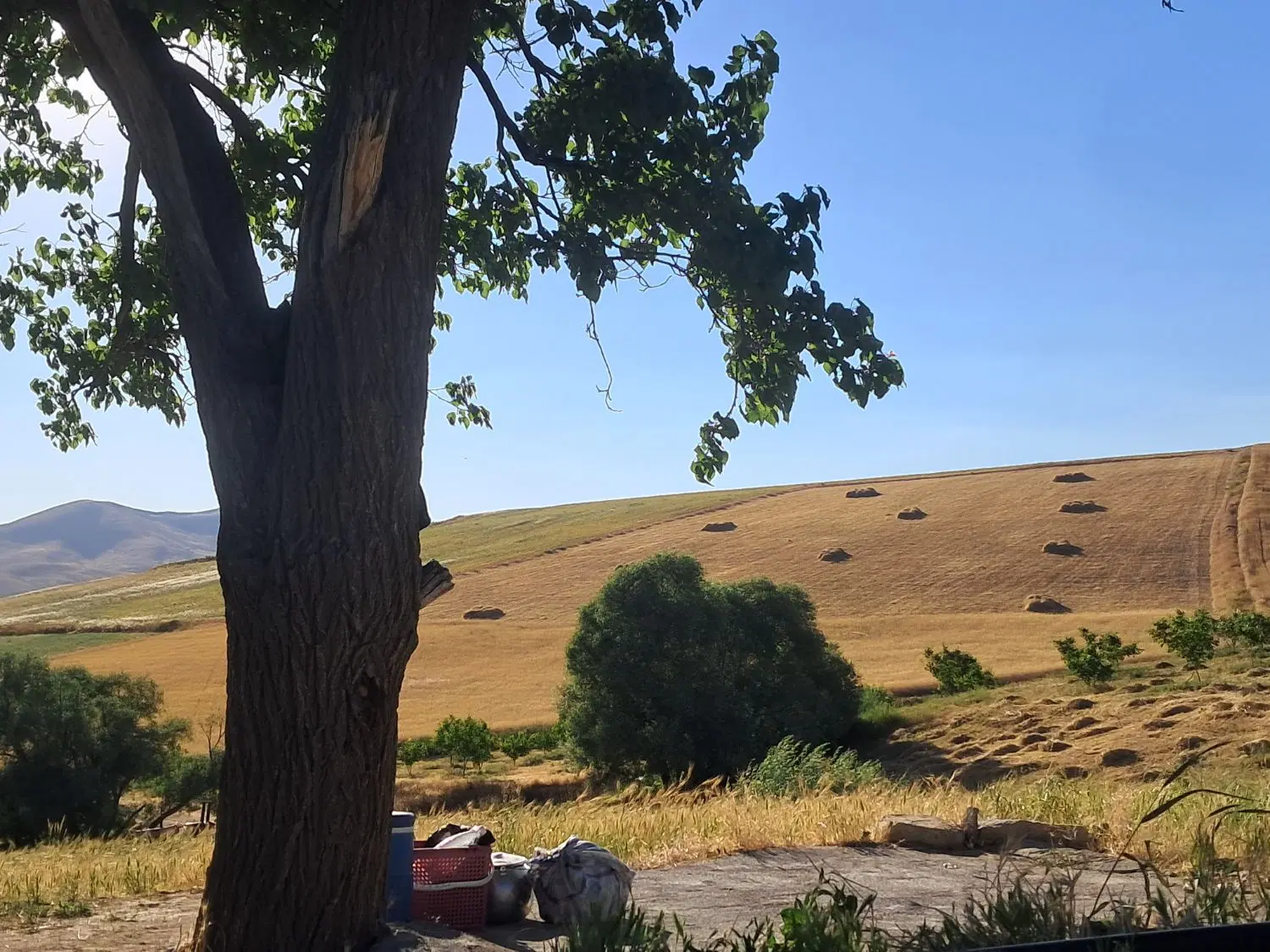 زمین کشاورزی دیم