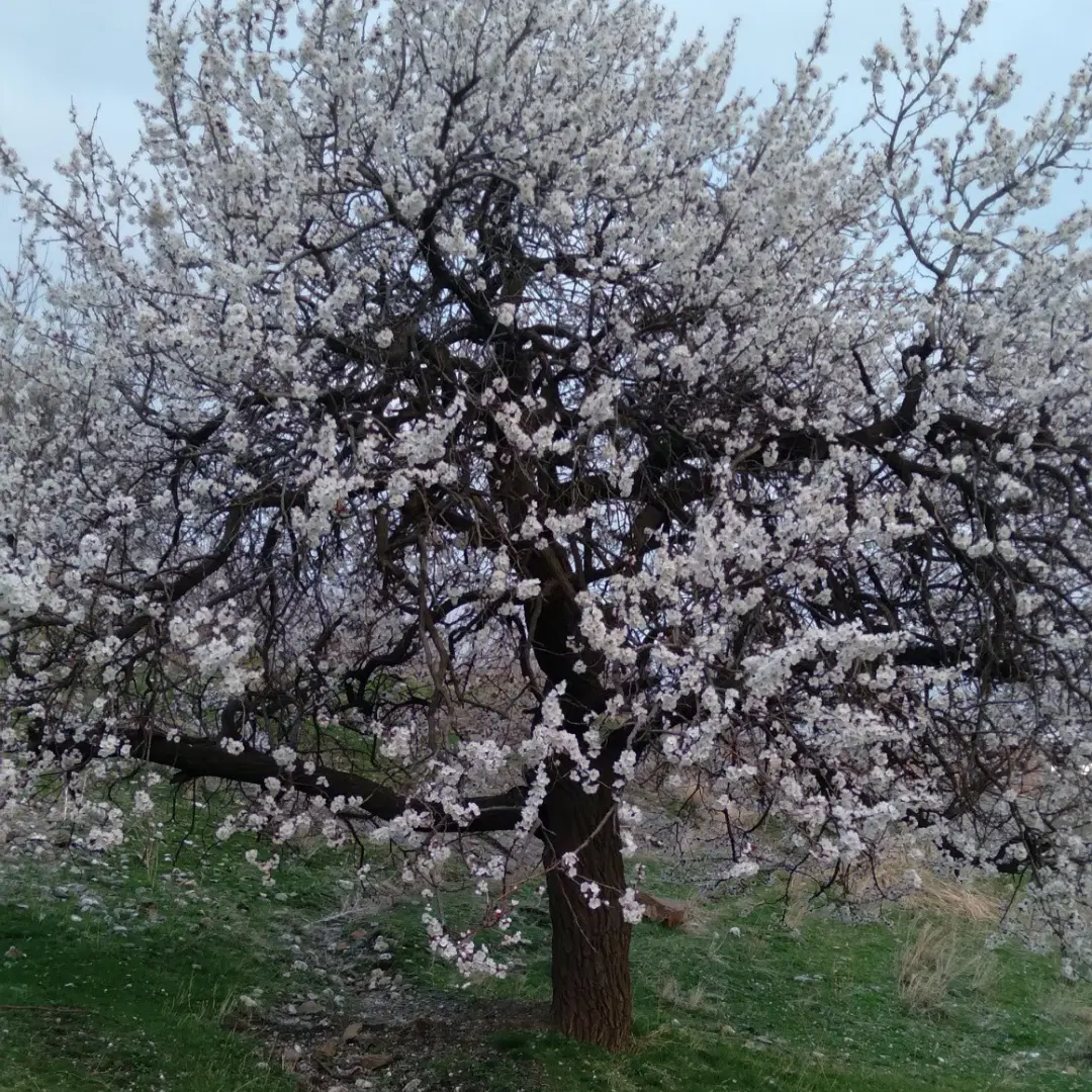 باغ ، زمین ، کشاورزی ، مسکونی