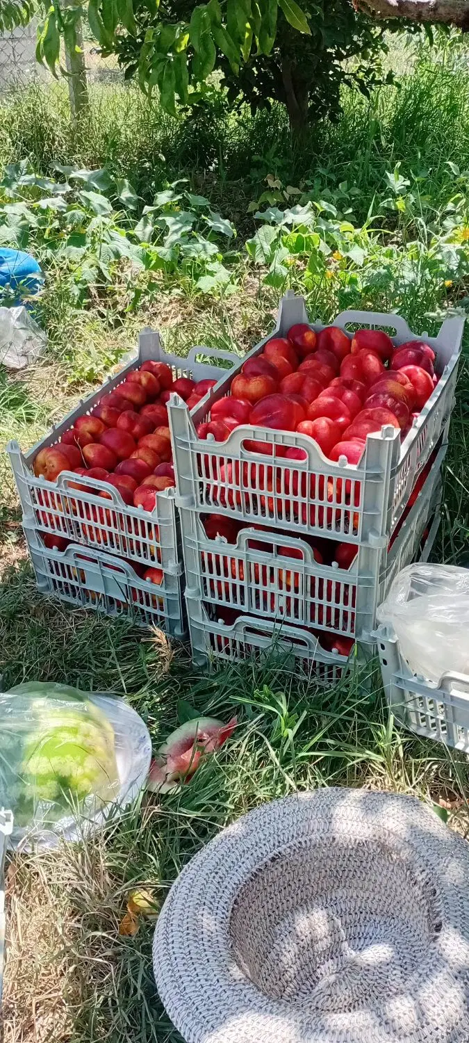باغچه ۵۵۰متر