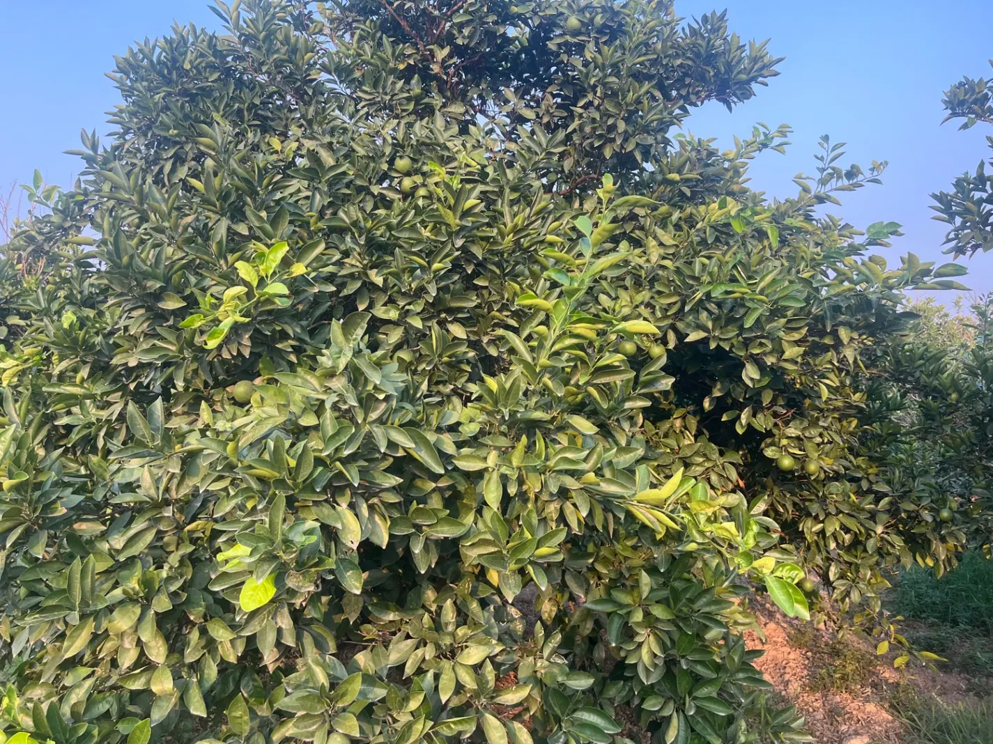 شمال جاده کیاکلا