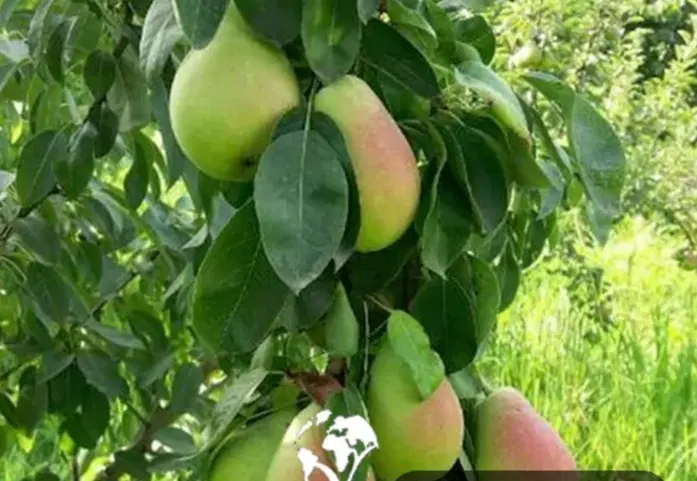 باغ