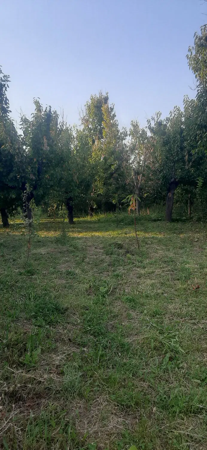 قطعه ۱۰۰۰متری باغ میوه گیلاس