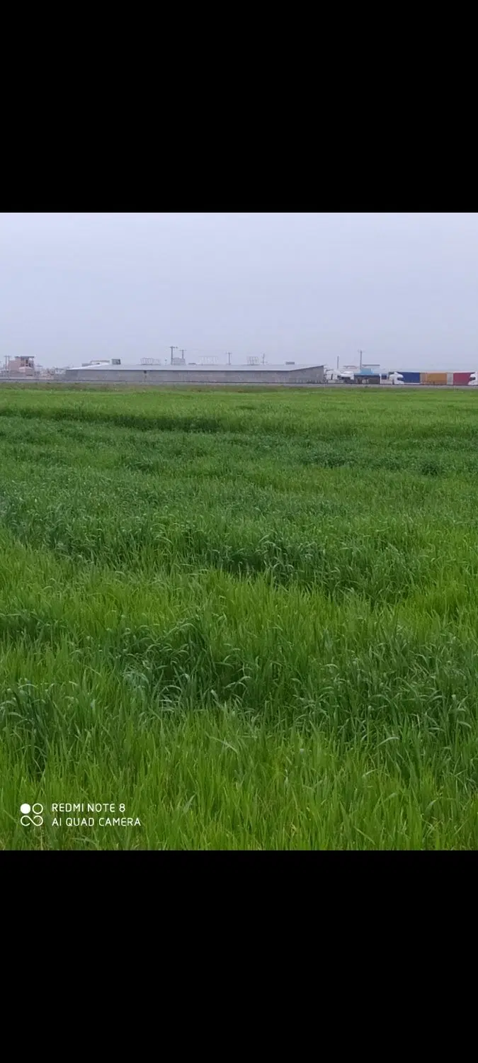 اجاره و فروش زمین در کمربندی اق قلا با شرایط اقساط