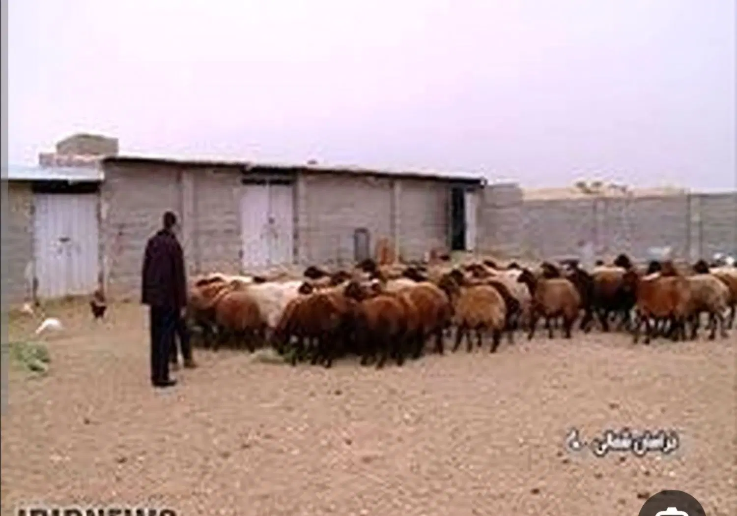 گاوداری