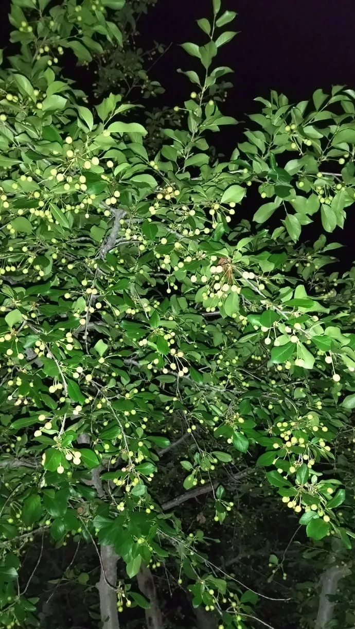 باغ ۴۰۰۰ متری در روستای ده سرخ سد کارده