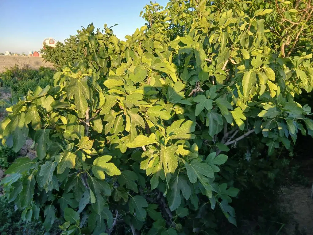 زمین باغچه
