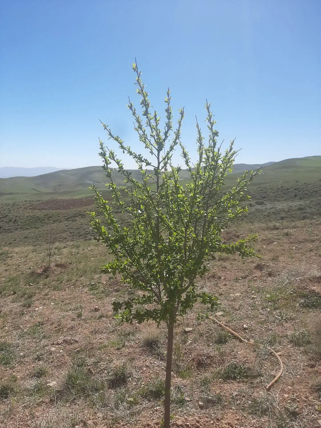 فروش باغ در روستای قره بلاغ