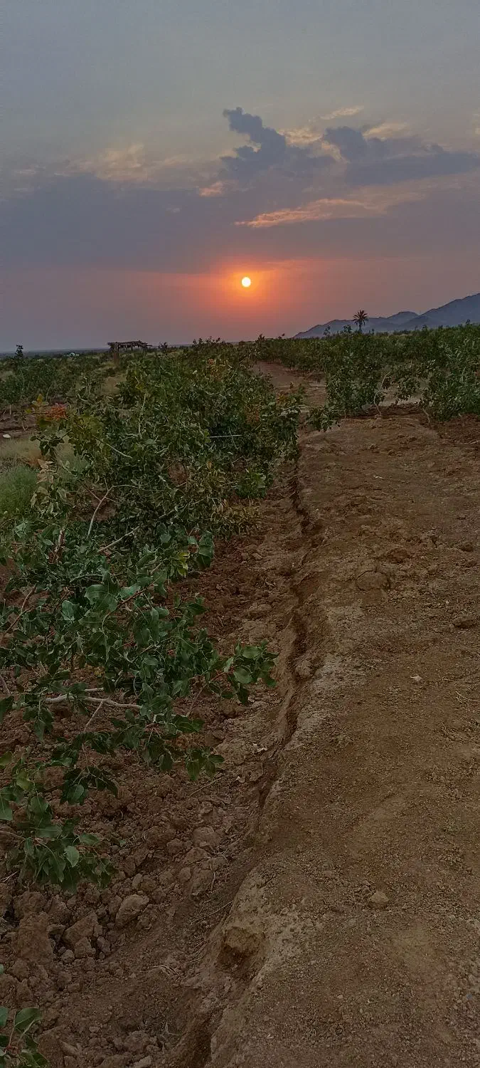 فروش باغ پسته ثمری