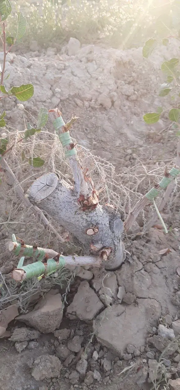 فروش باغ پسته