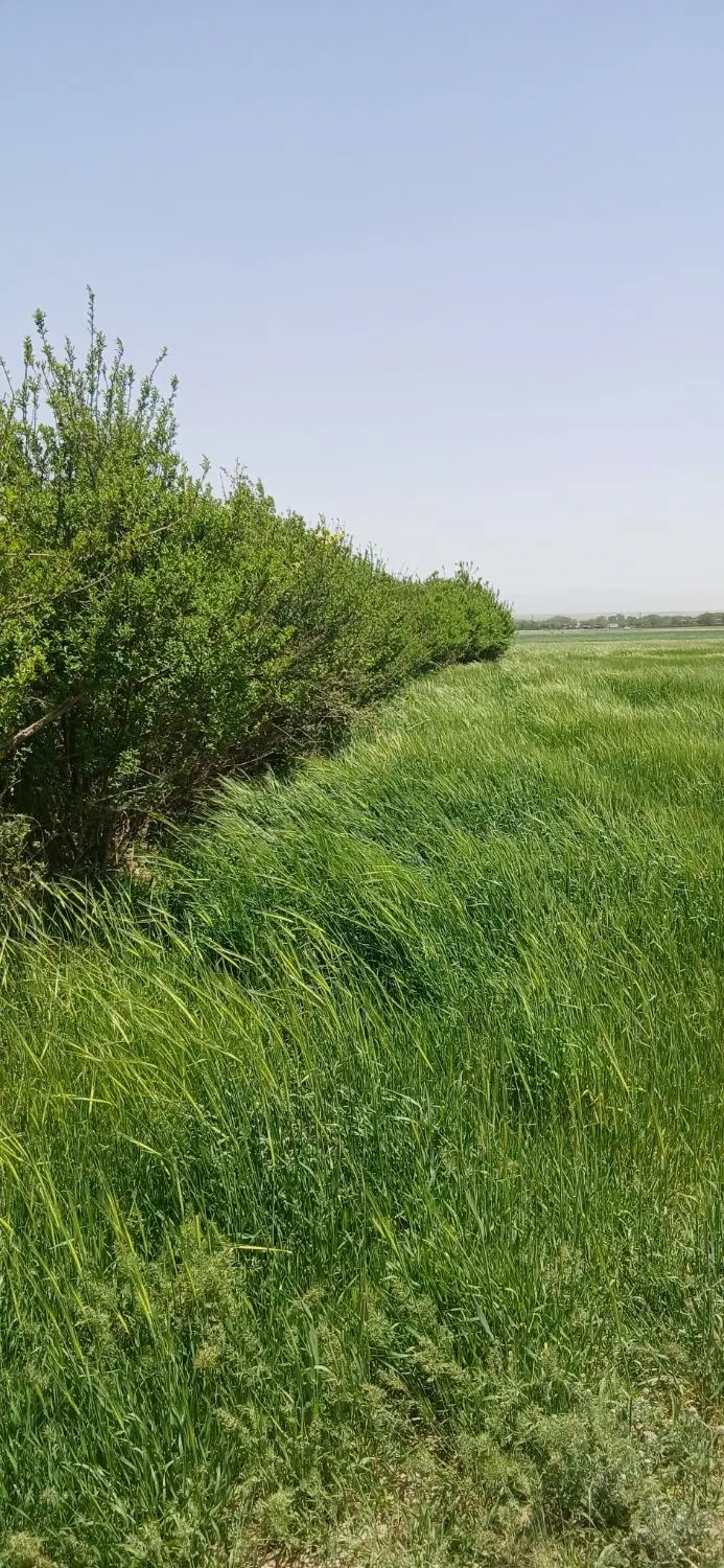 باغ اشترینان