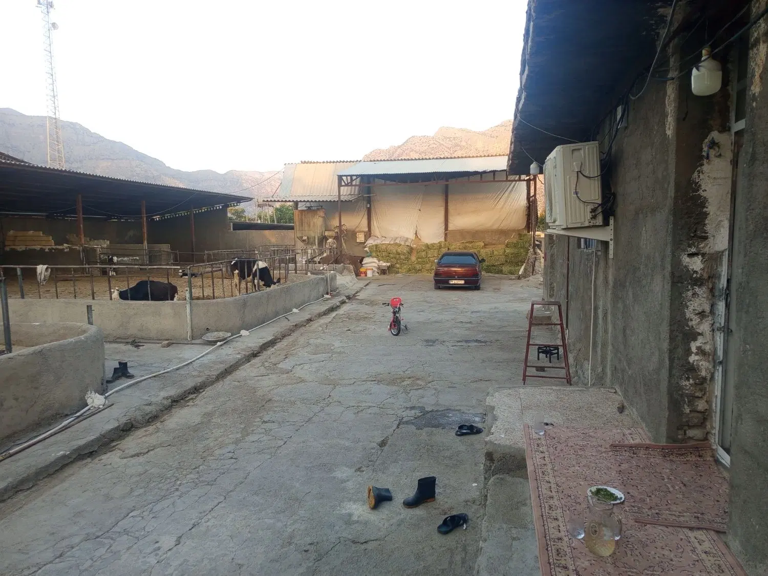 گاوداری 20راسی