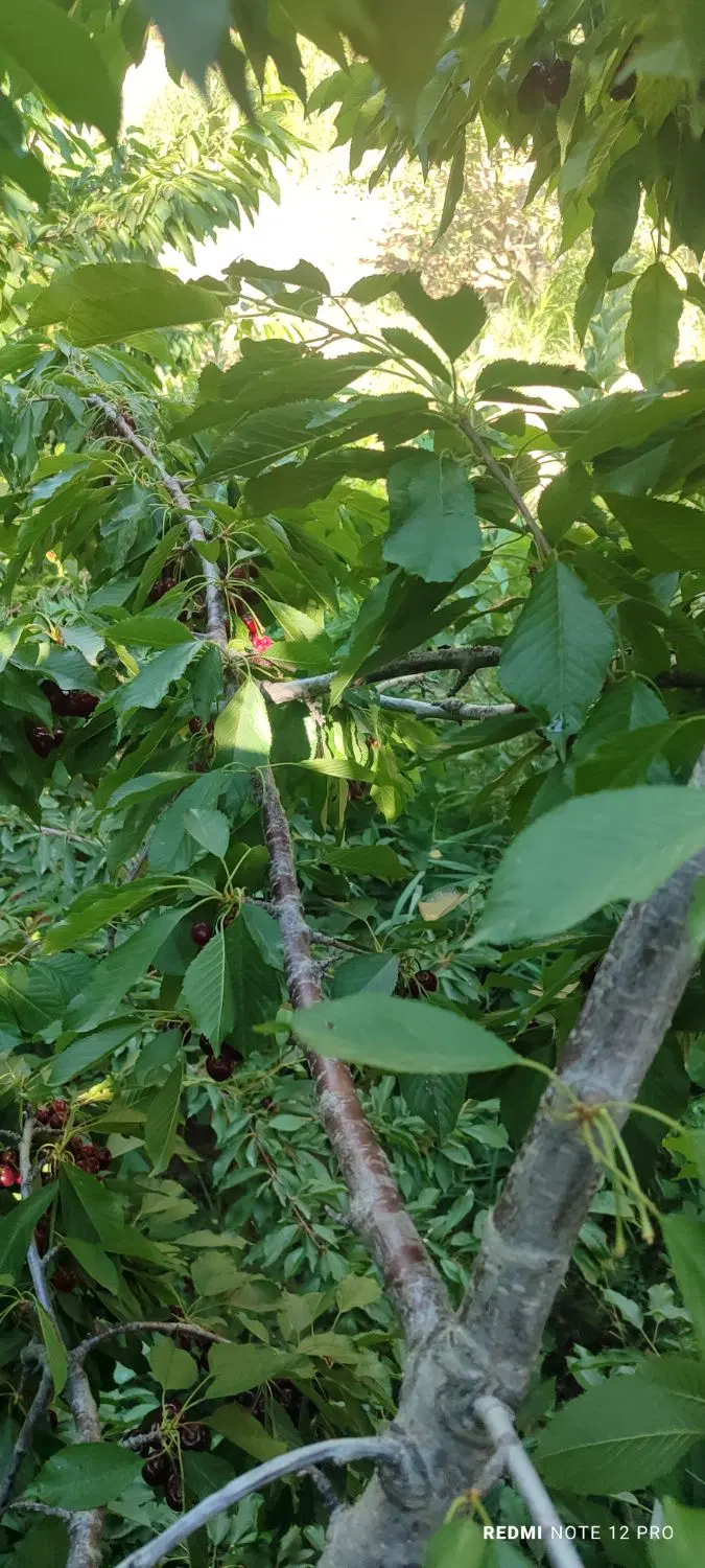 باغ فروشی روستای موینه دینور