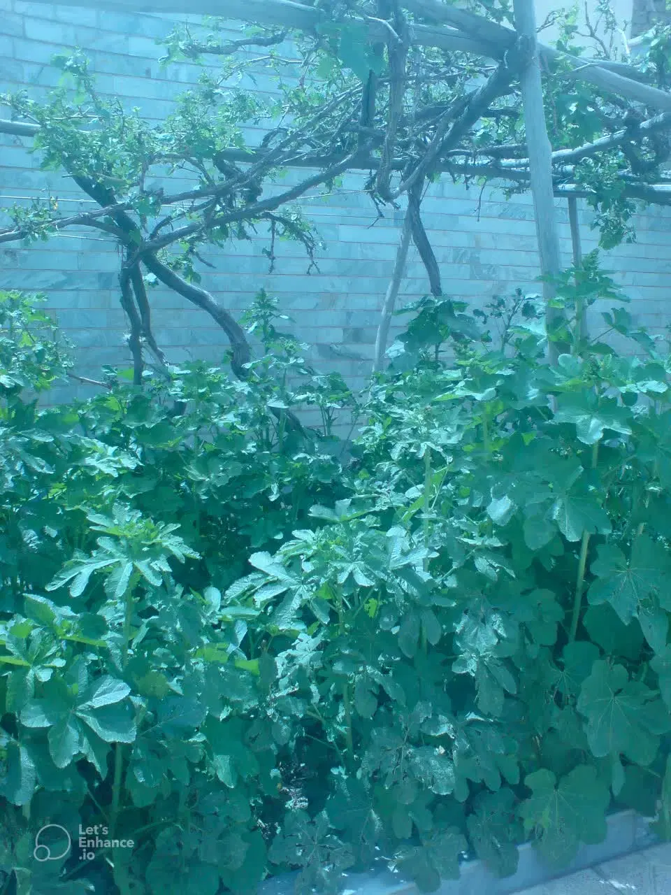 اجاره حیاط ۲۰۰ متری با صفا