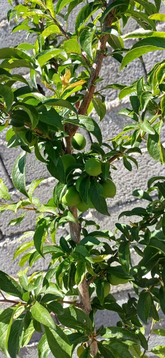باغ ویلا علی آباد وهن آباد خ باغستان