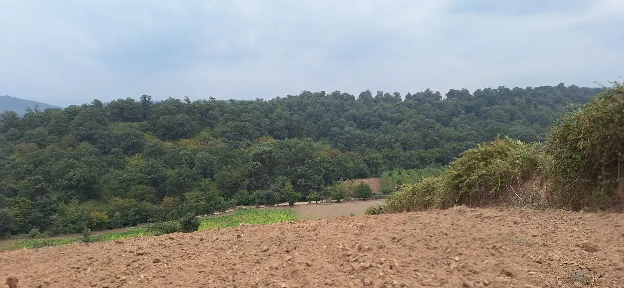 یک هکتار زمین جنگلی