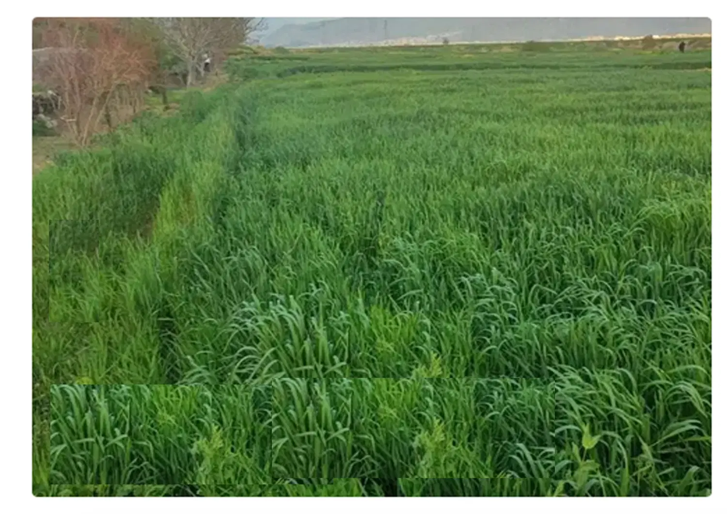 زمین کشاورزی آبی جهت احداث باغ و باغچه