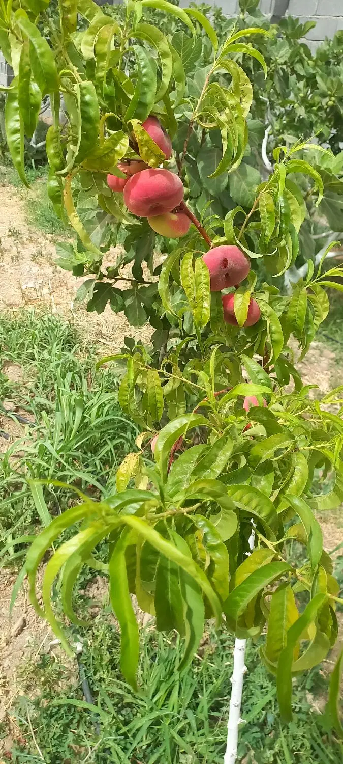 فروش باغ ۶۹۰ متری در آق دره