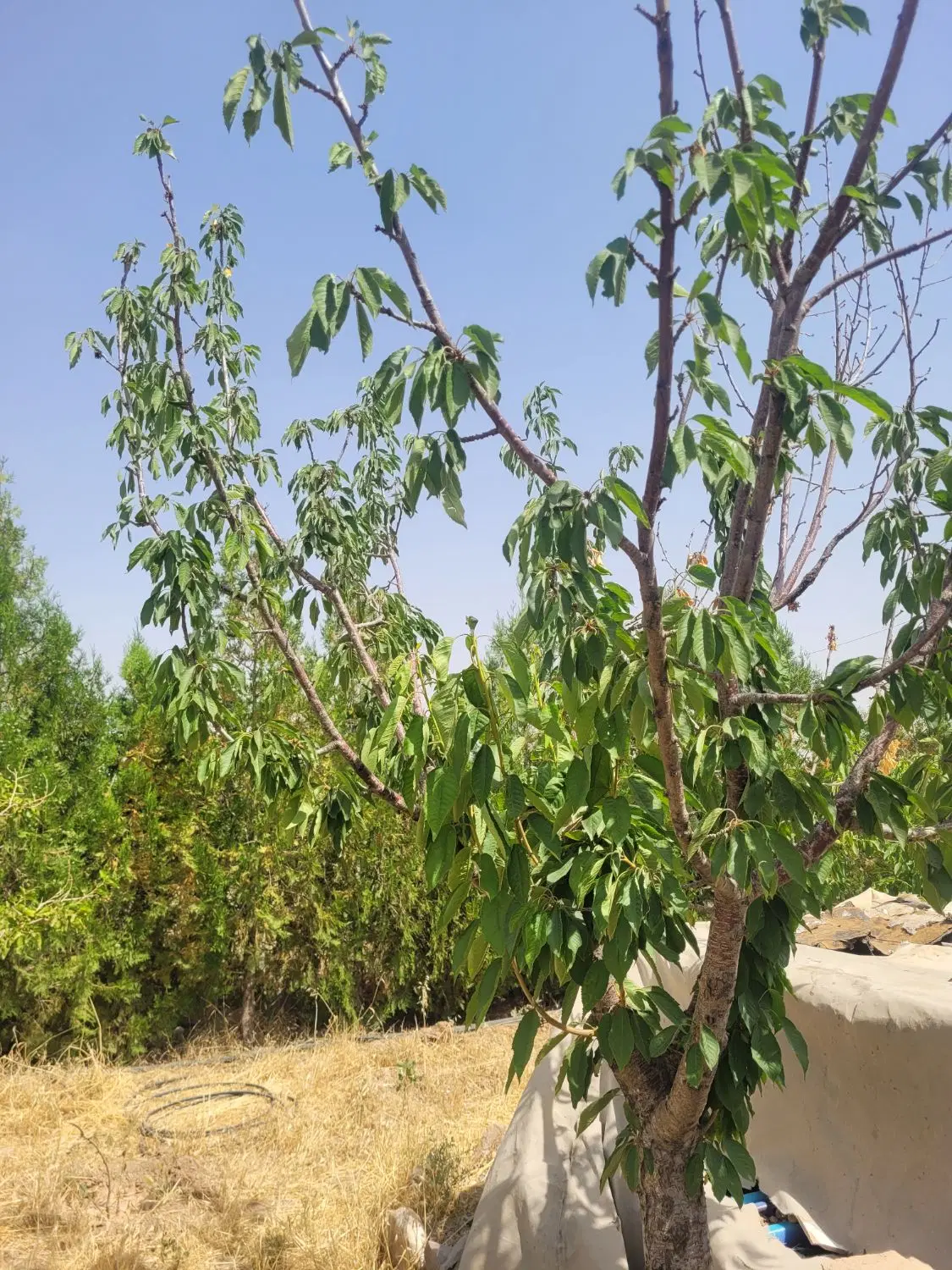 باغ ویلایی رشتقون