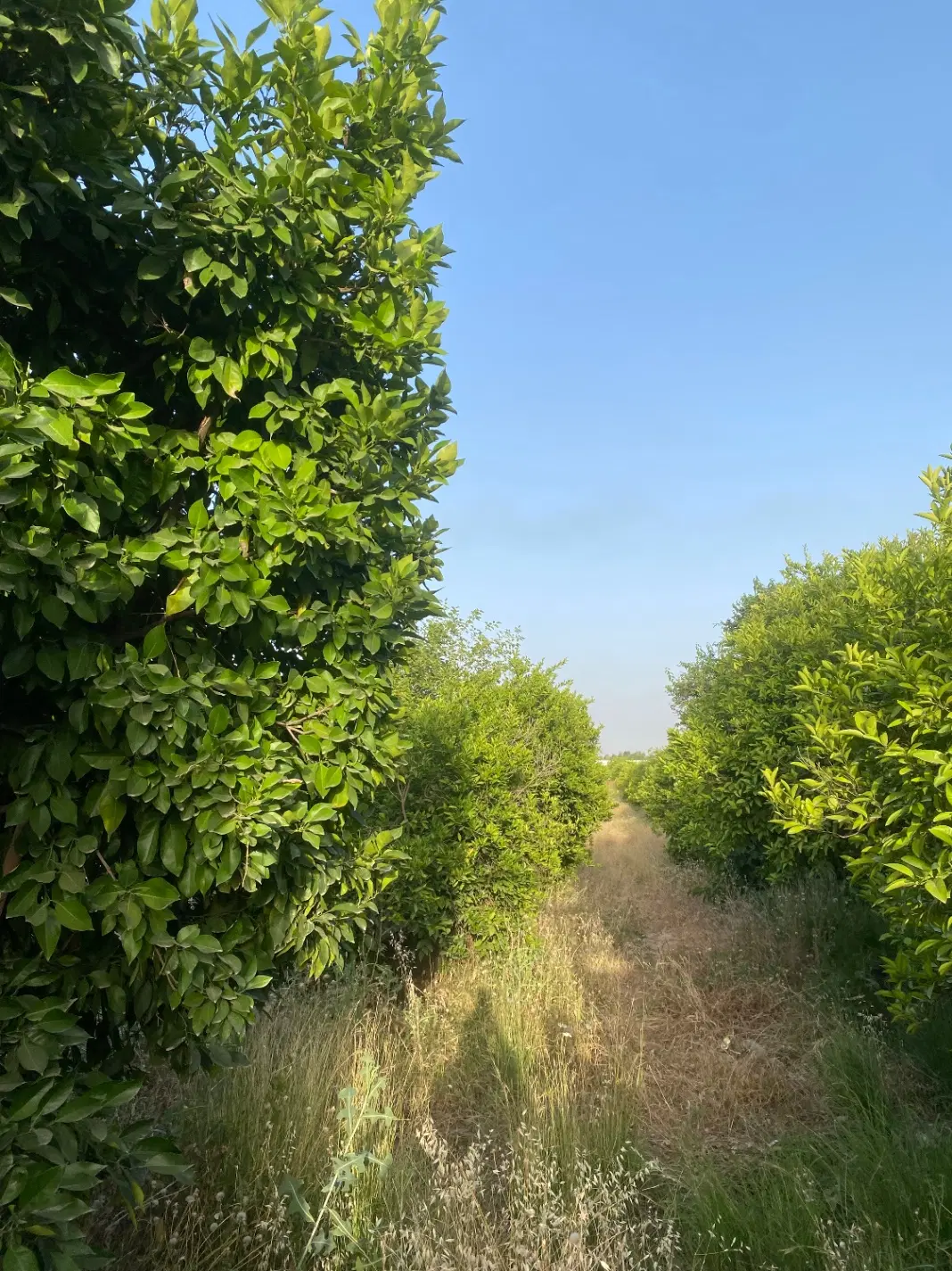 باغ شهر منتظری