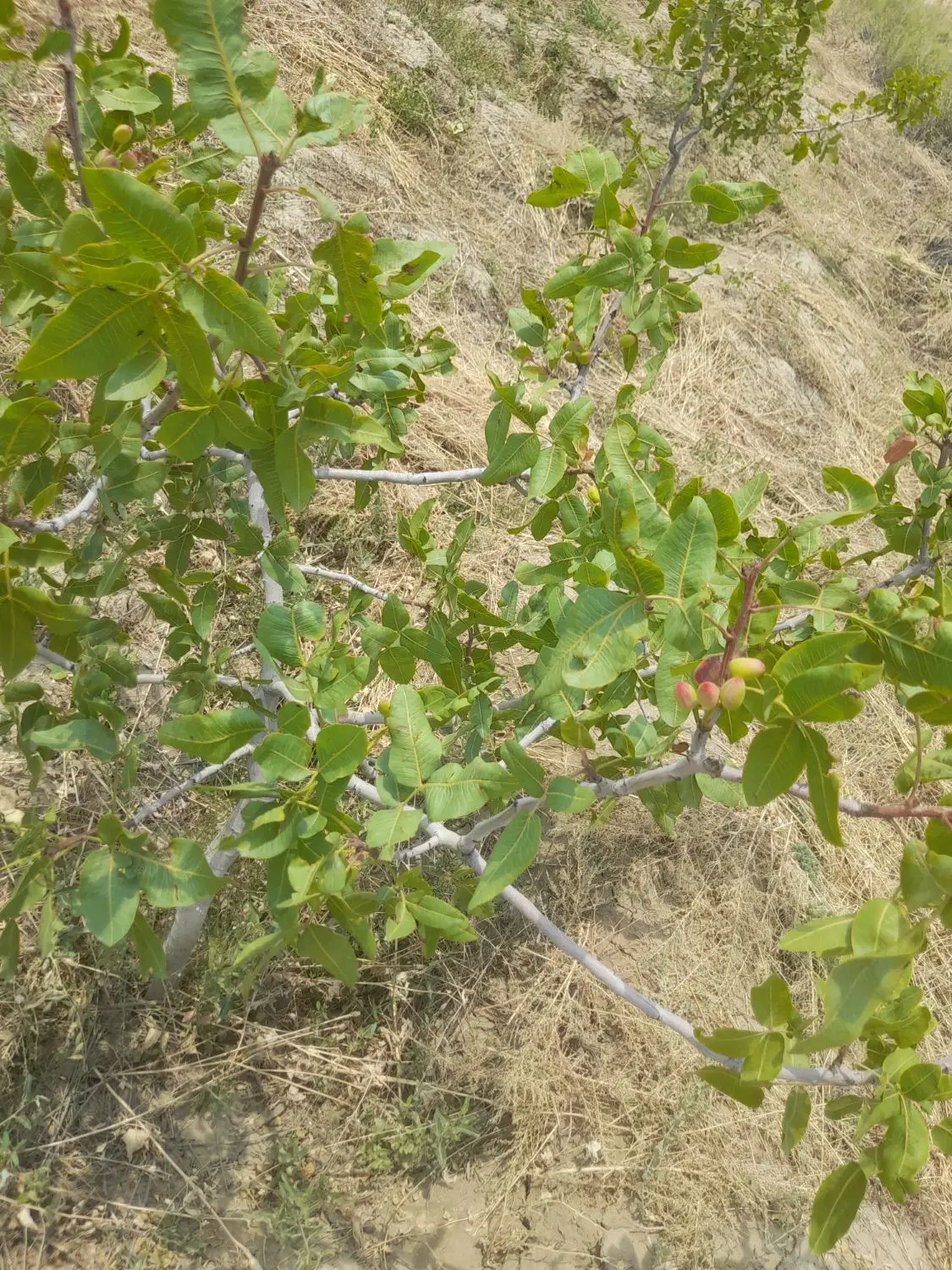 فروش باغ پسته ۶ساله