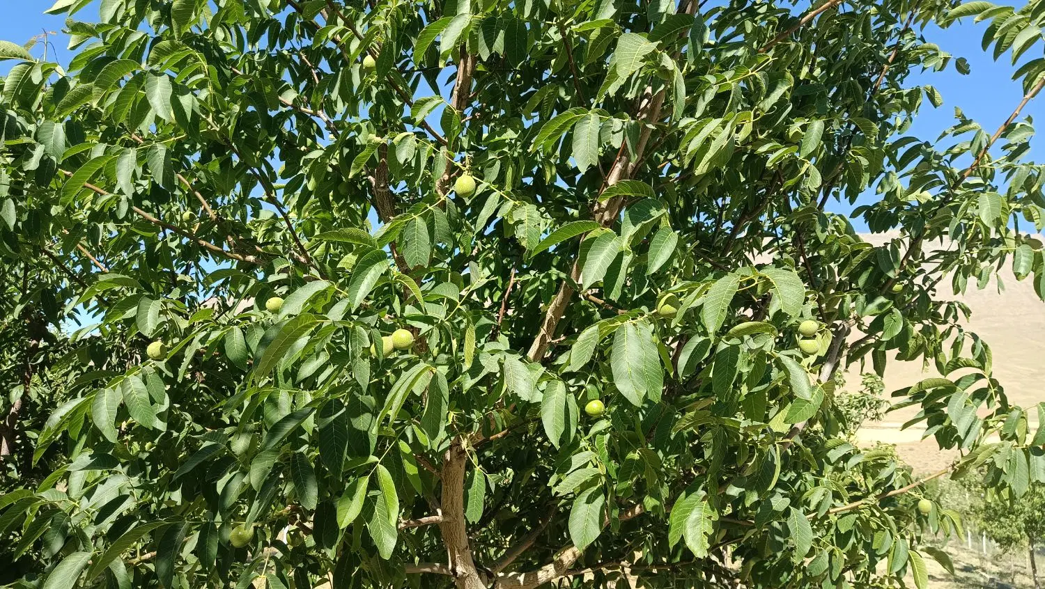 ویلا باغ آستانه