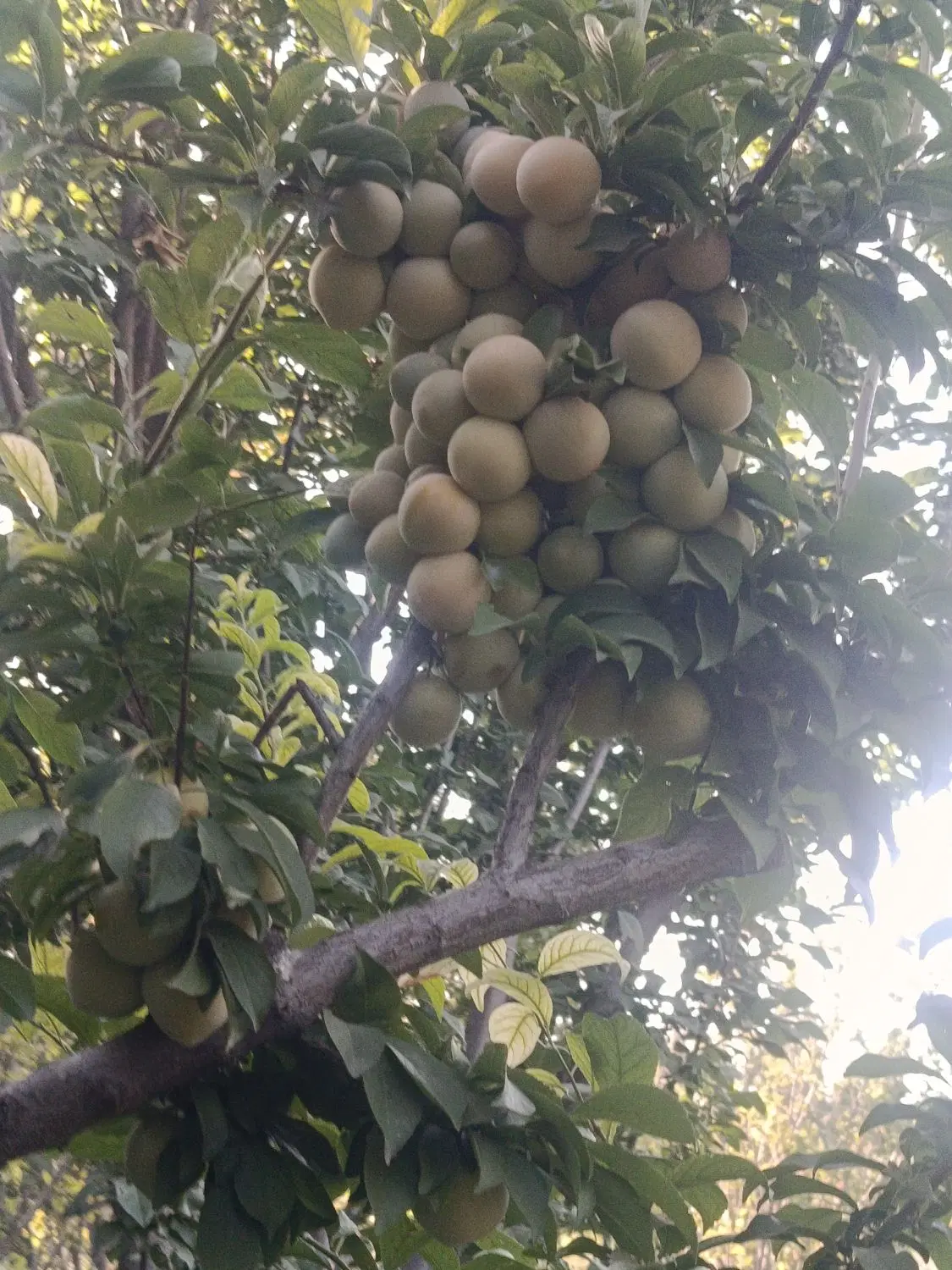 فروش باغ