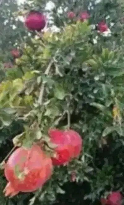 ویلا باغ شهرضا