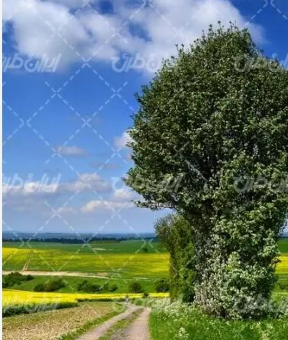 زمین هفت باغ علوی