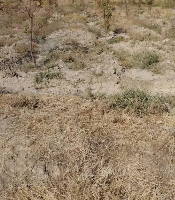 572 متر سند ۶دانگ