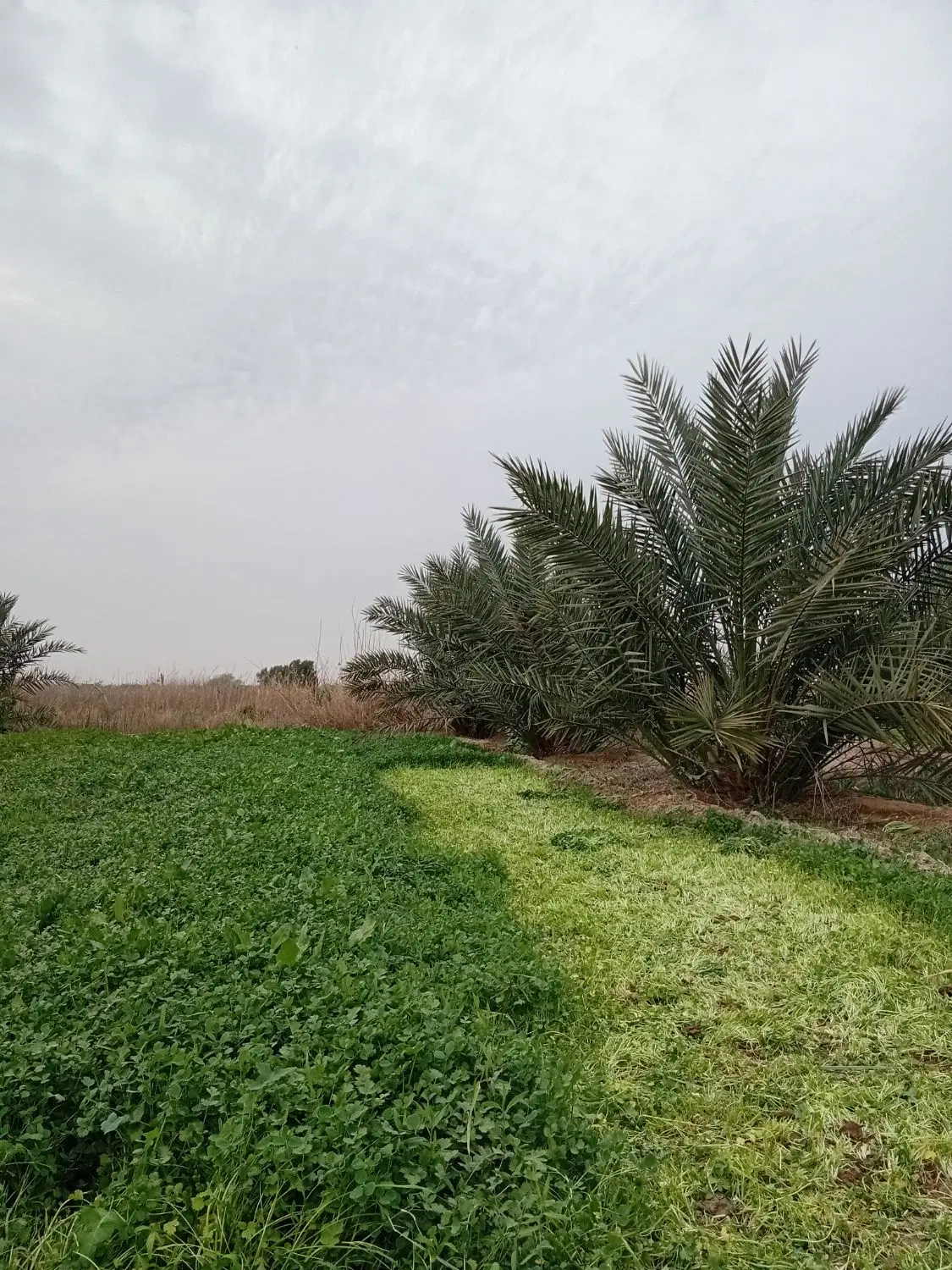 زمین کشاورزی