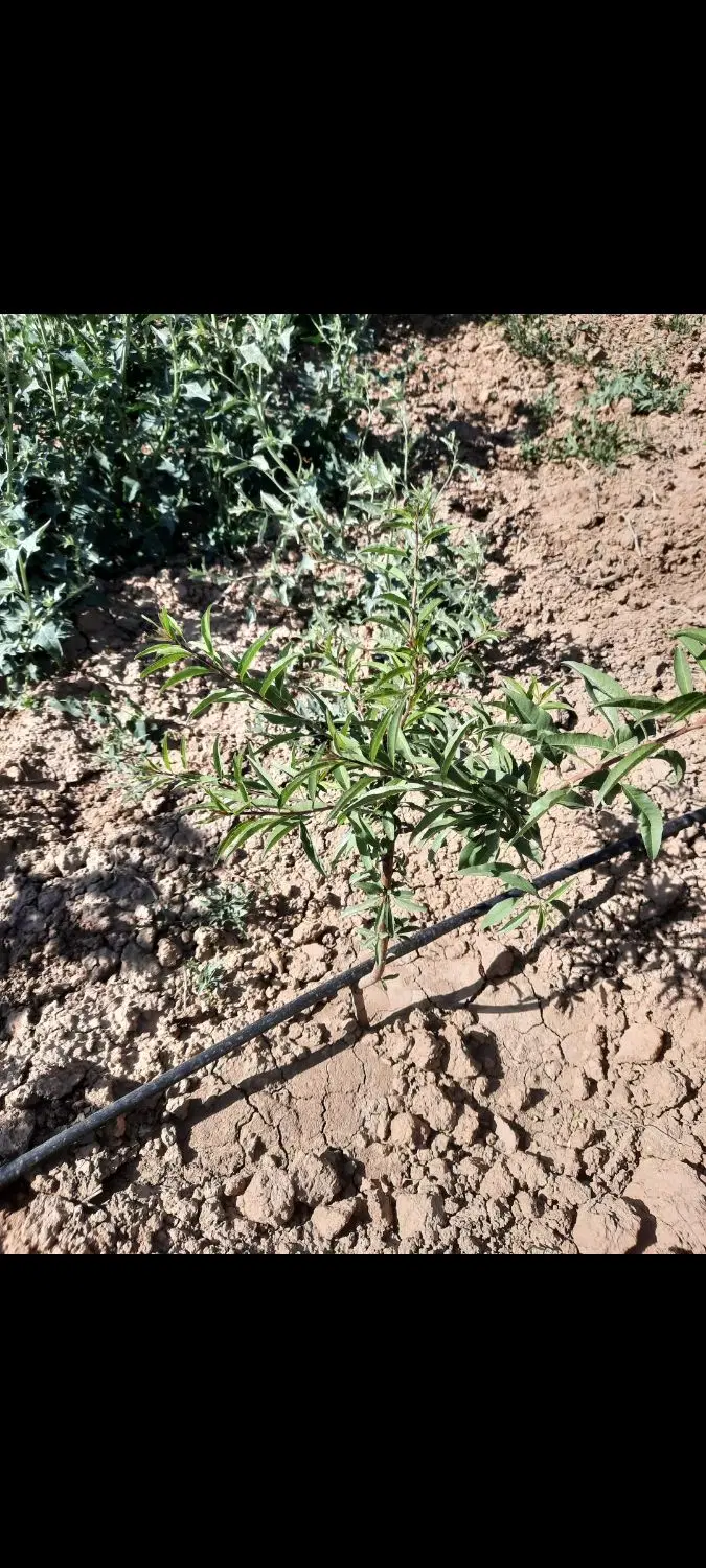 باغ بادام وانگور