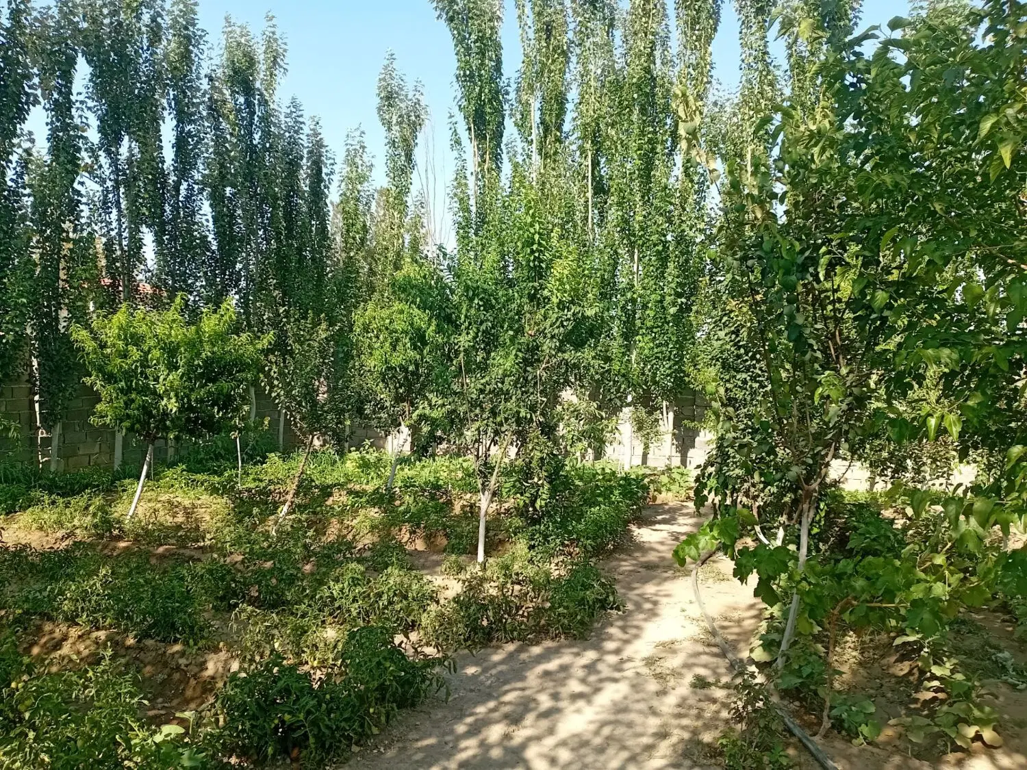 فروش باغچه ی ۳۰۰ متری