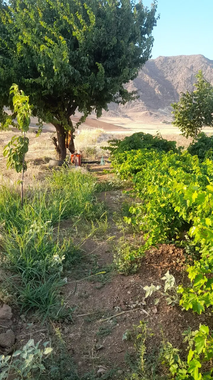 زمین آبی کمالوند
