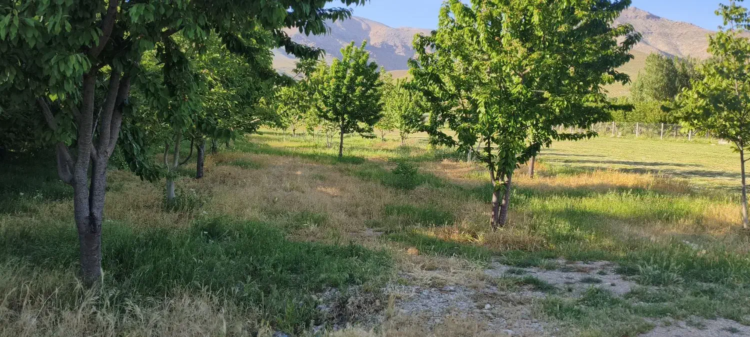 باغ دربند درخت های نژاد دار