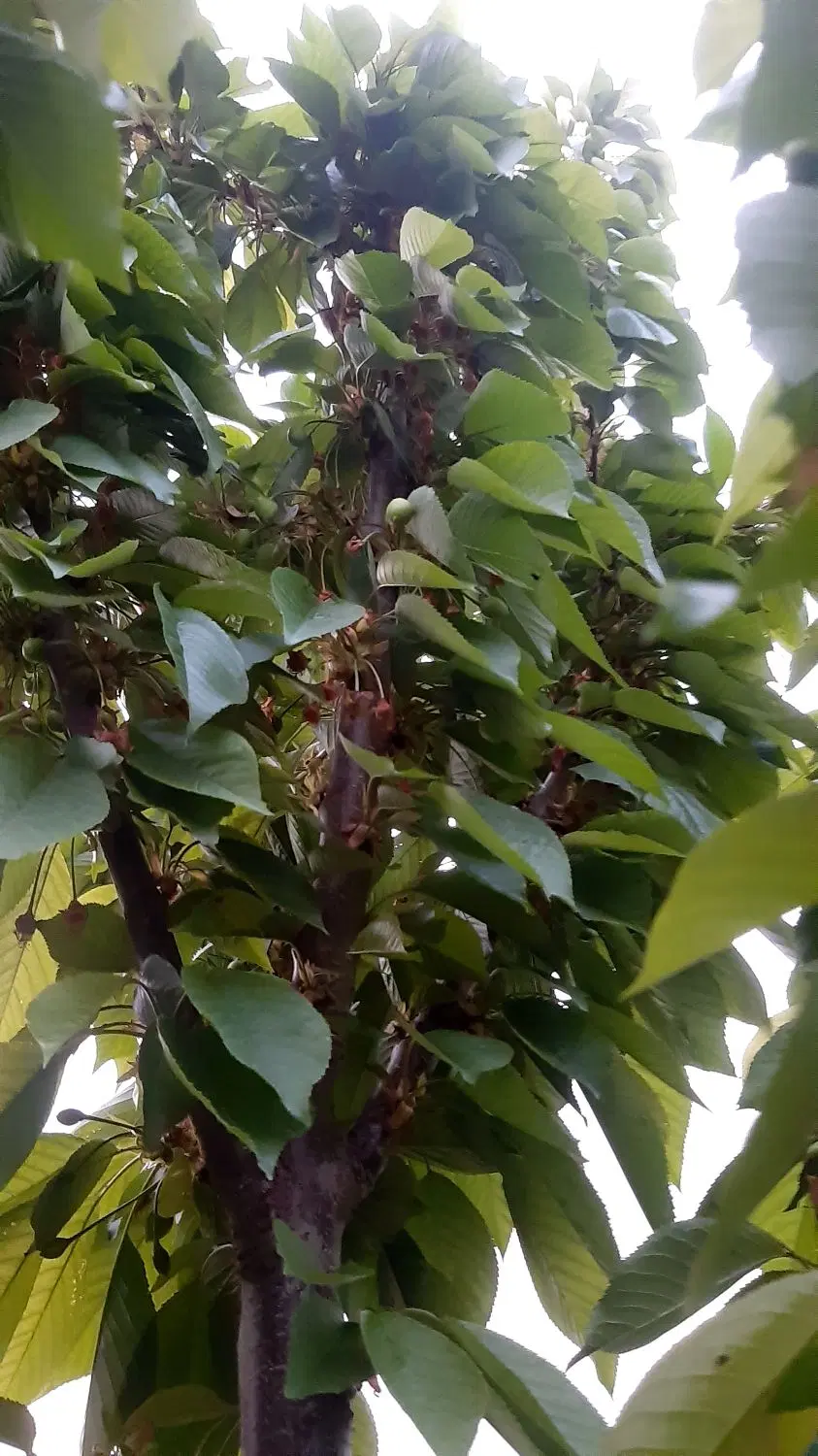 باغ با موقعیت خوب