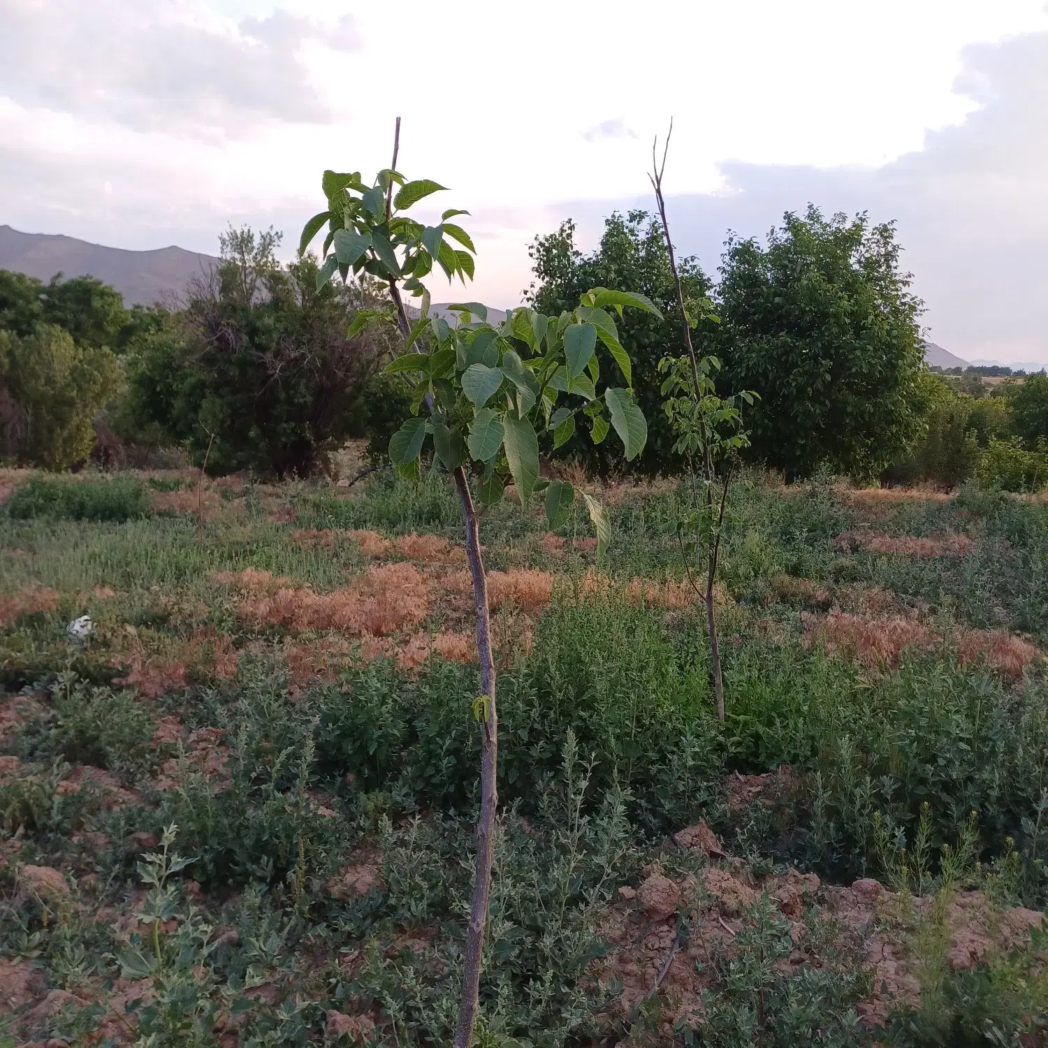 باغ نزدیک زنجان