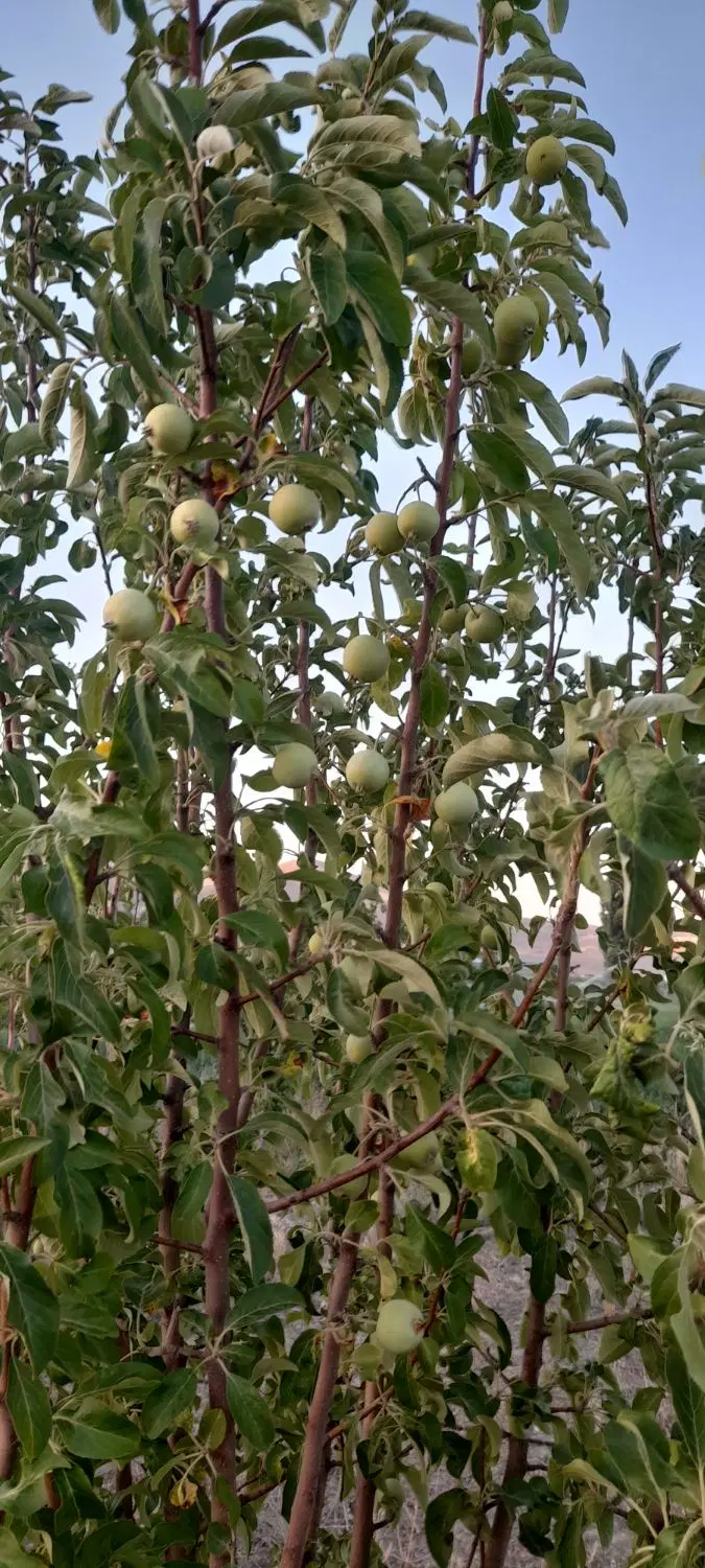 باغ وخانه باغ