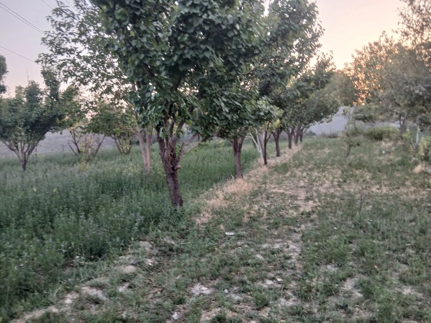 ۳هزارمتر‌باغ‌‌جنگلی