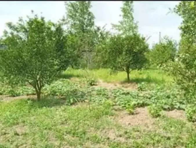 زمین باغچه ۵۰۰ متری خیابان جم ماهدشت