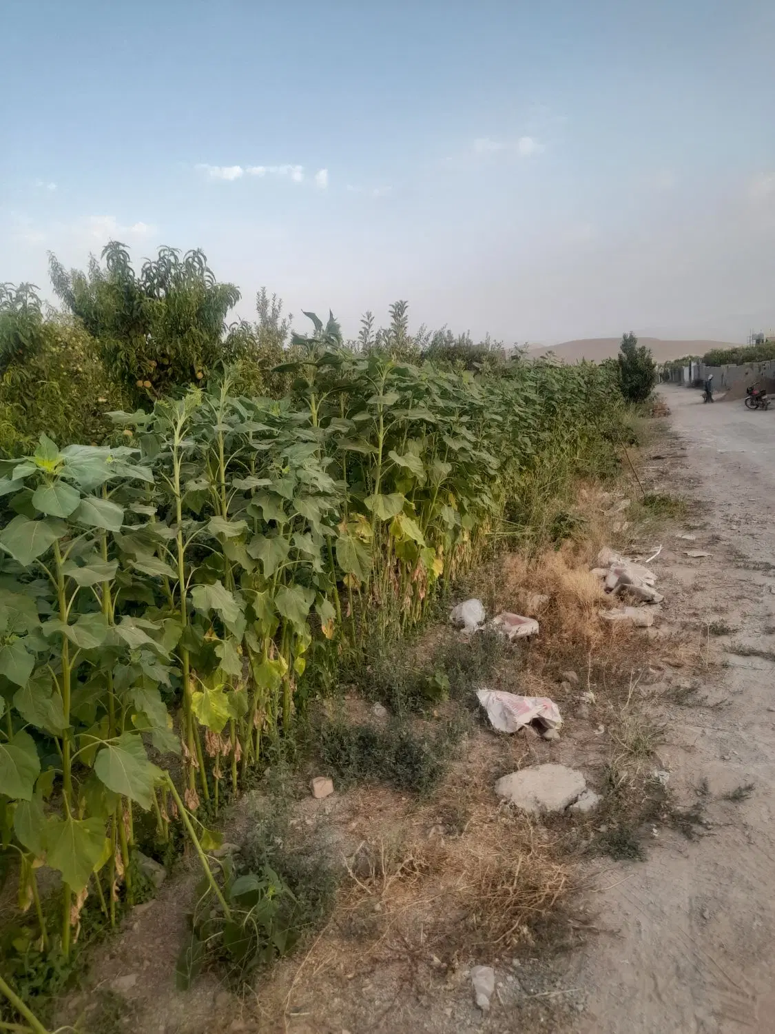جابان دماوند جاده سرخده ۵۰۰متر باغچه