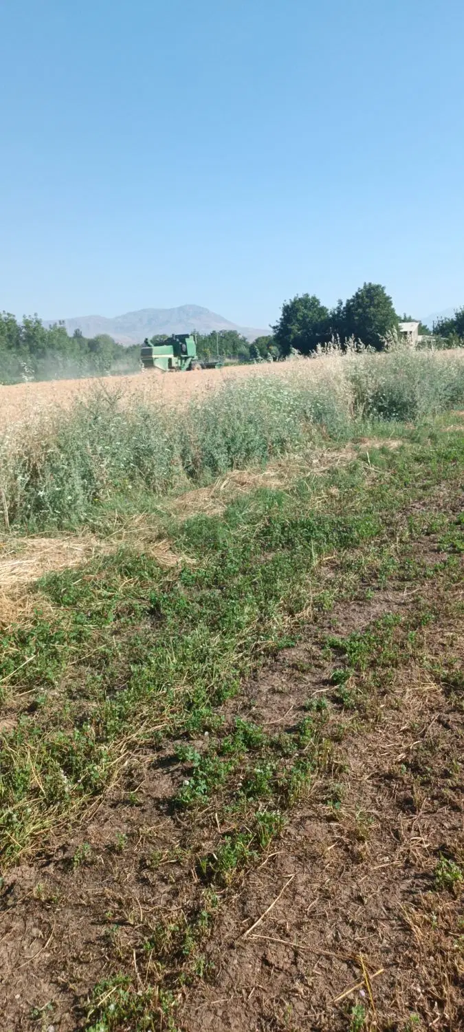 زمین کشاورزی