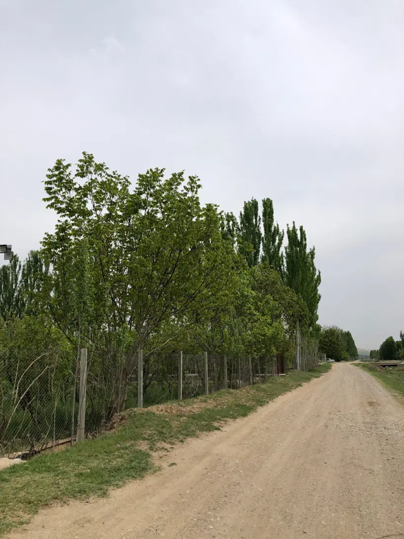 باغ میوه همراه با خانه باغ