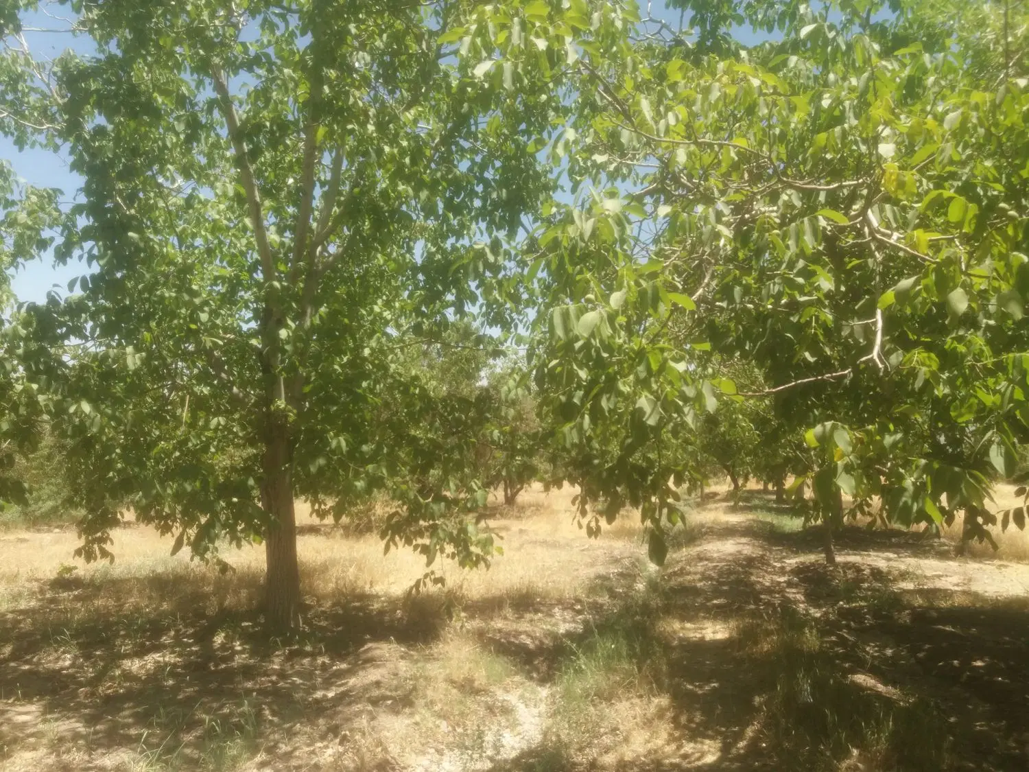 فروش زمین باغی چسبیده به شهر