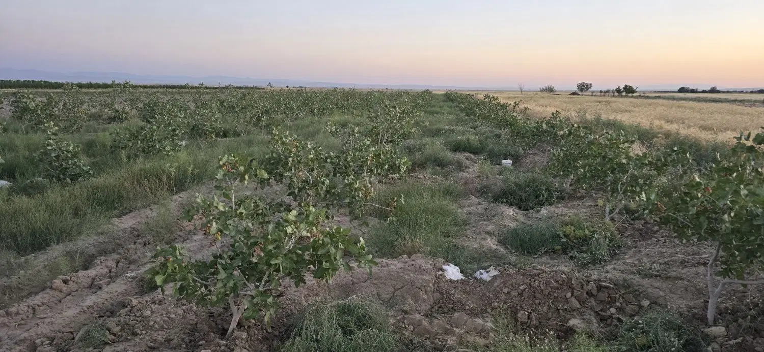 باغ پسته با دو ساعت آب