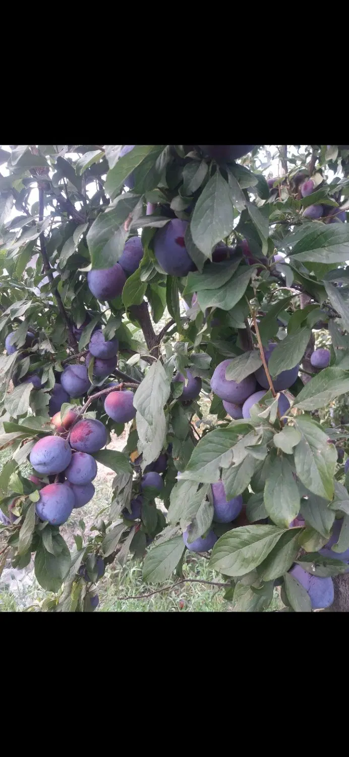 باغچه الو روستای گزنق