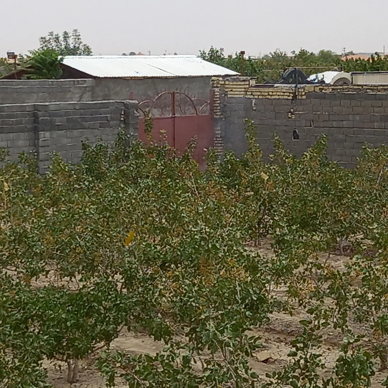 باغ چهاردیواری سند دار تبرئه دار